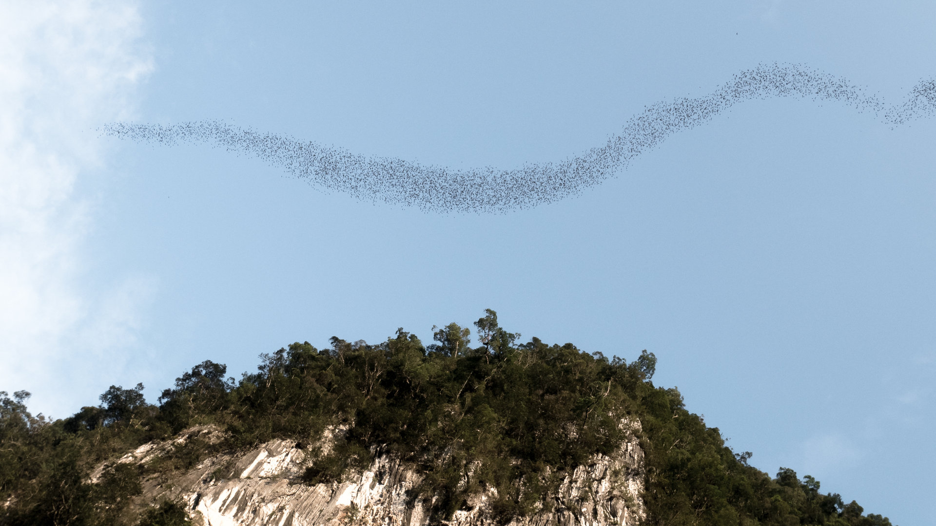Bats streaming over the rainforest at dusk