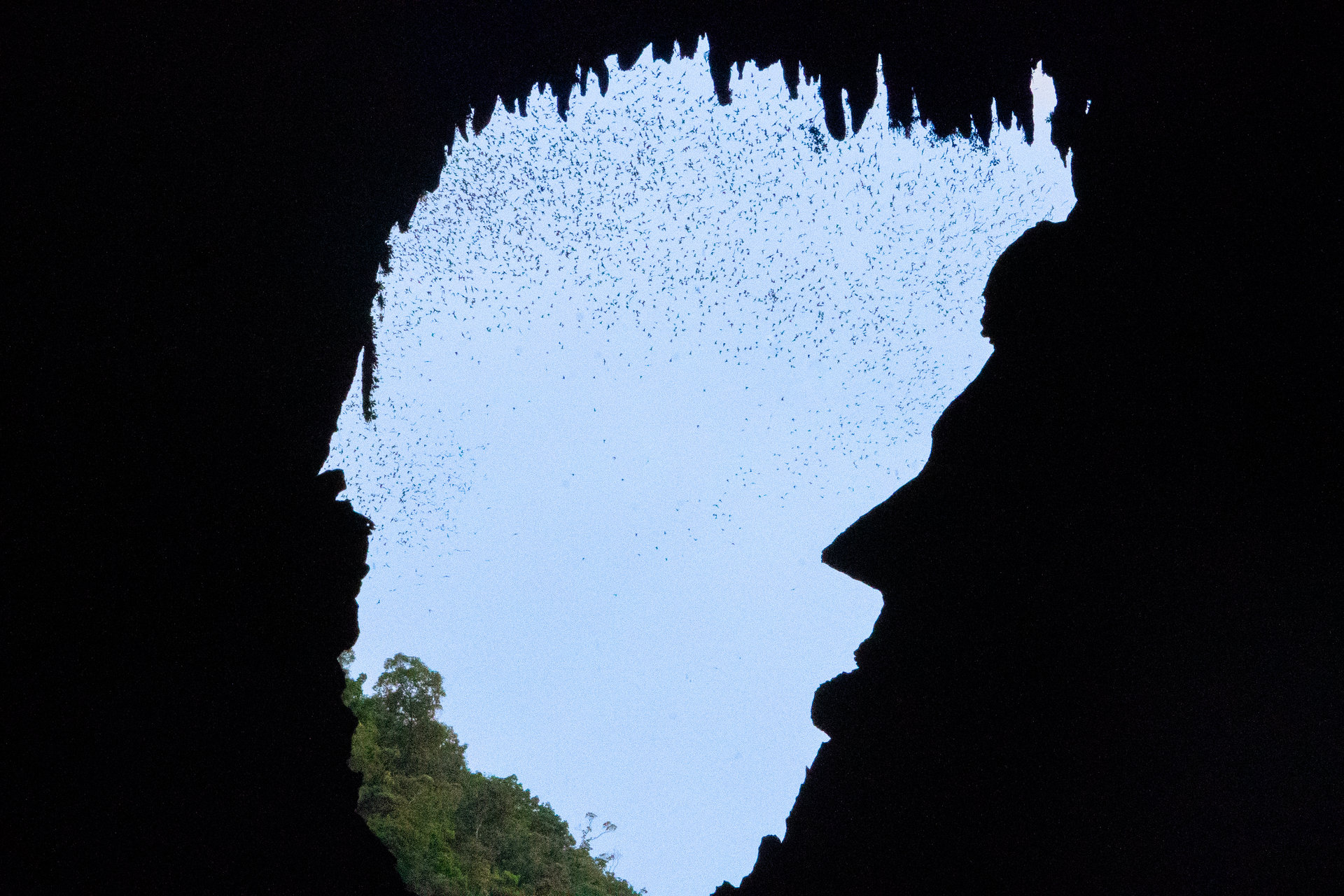 Abraham Lincoln’s profile in the mouth of Deer Cave, Gunung Mulu National Park