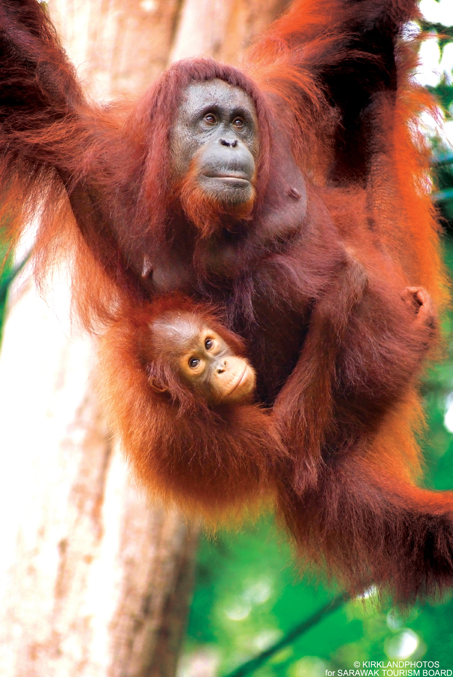 Orangutan mother with her baby