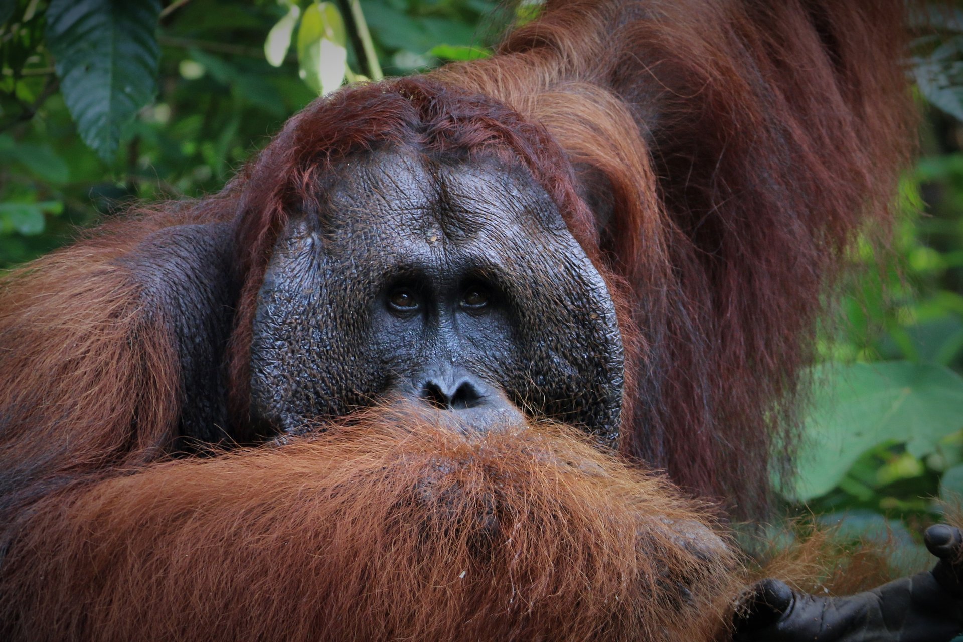 Close-up of an orangutan