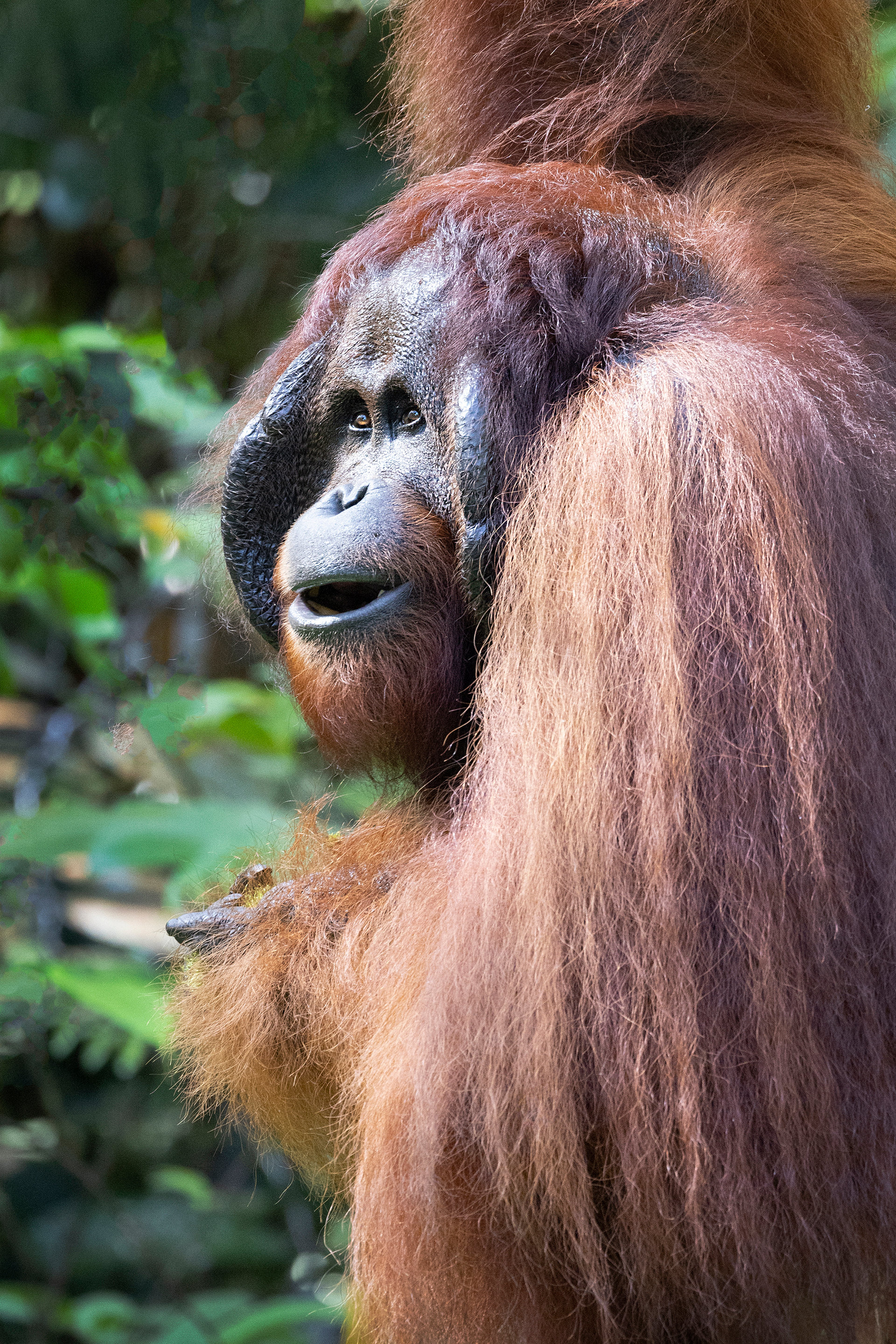 Orangutan in the wild