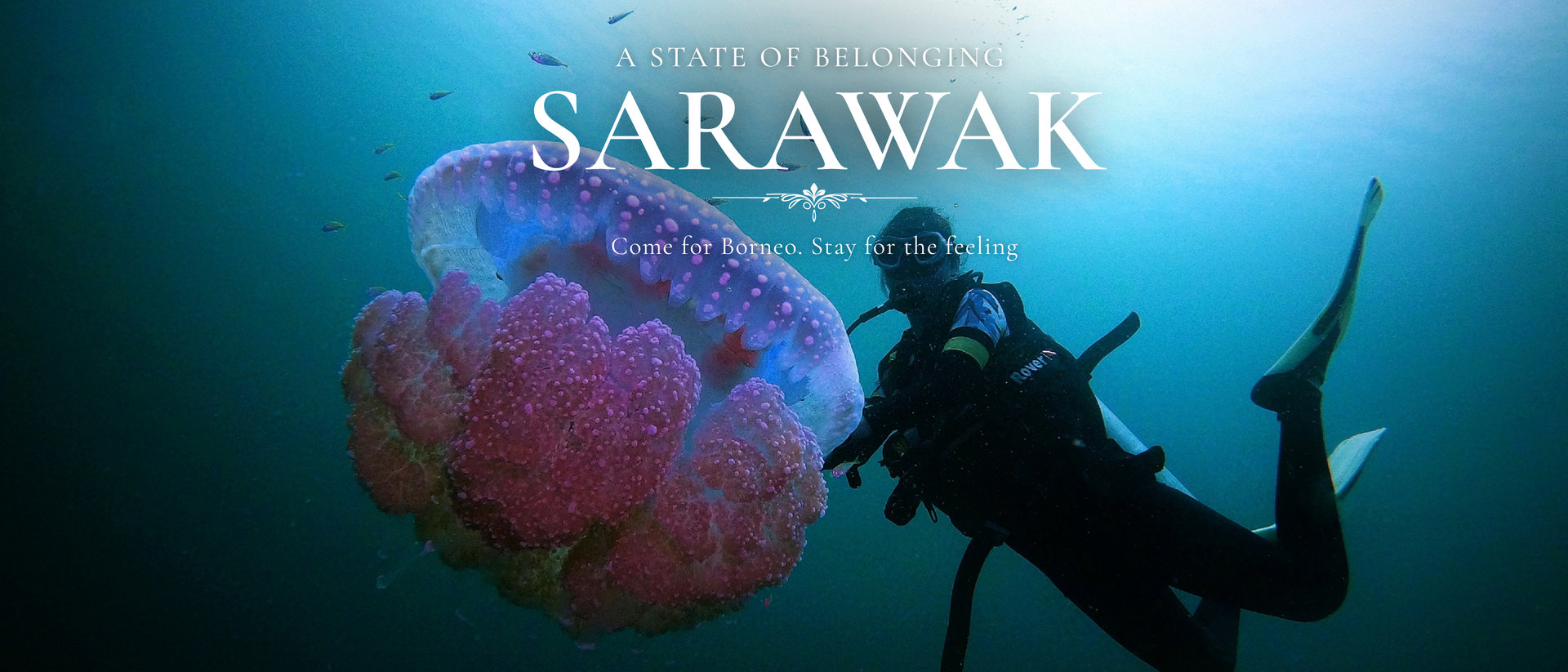 A State of Belonging: Sarawak. Come for Borneo. Stay for the feeling. A diver swims beside a jellyfish.