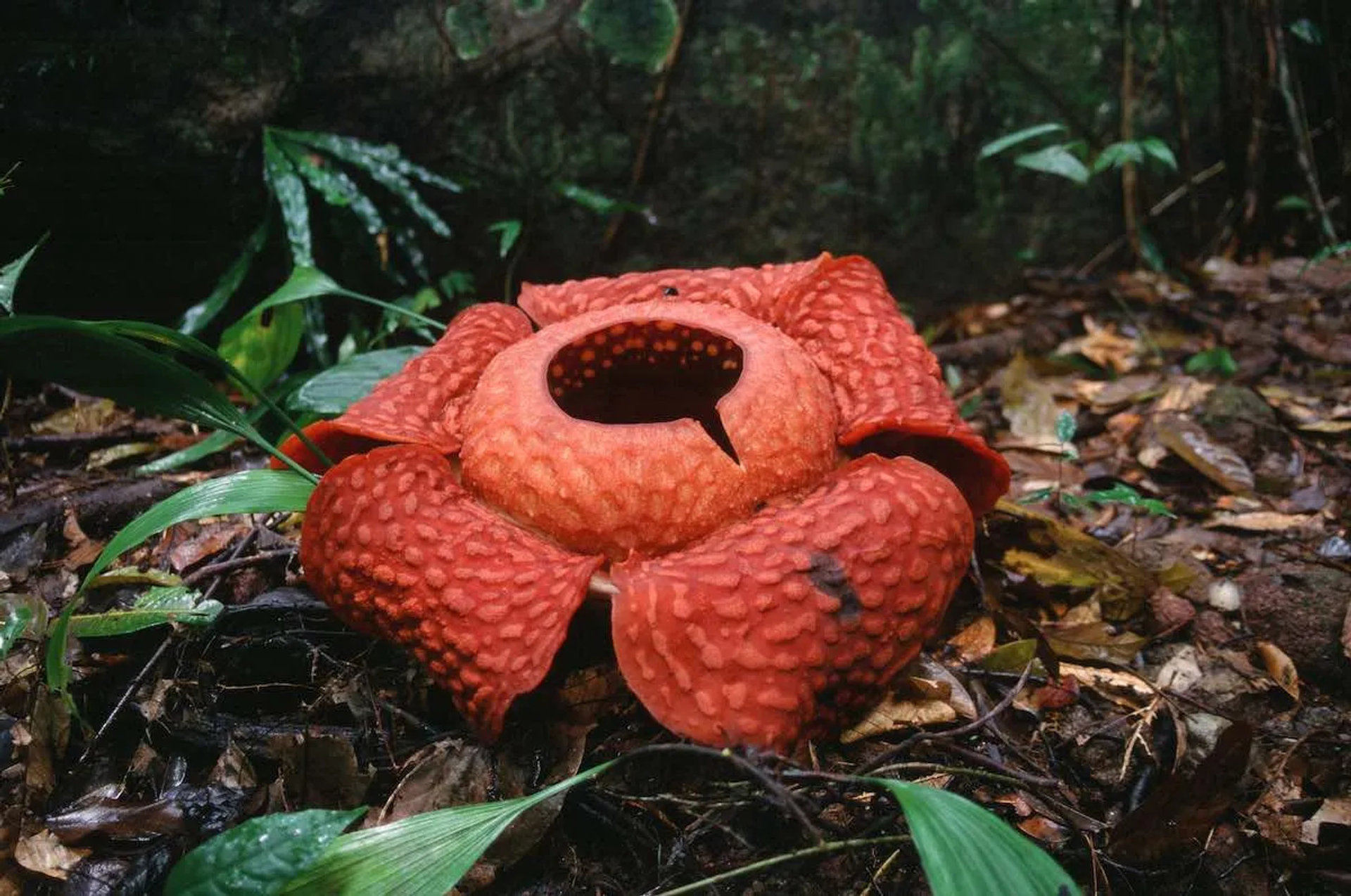 Rafflesia in bloom at Gunung Gading National Park