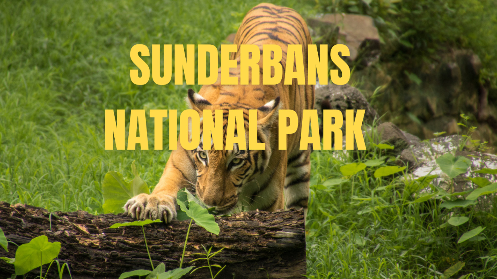 Book Sunderbans National Park Tour for a Thrilling