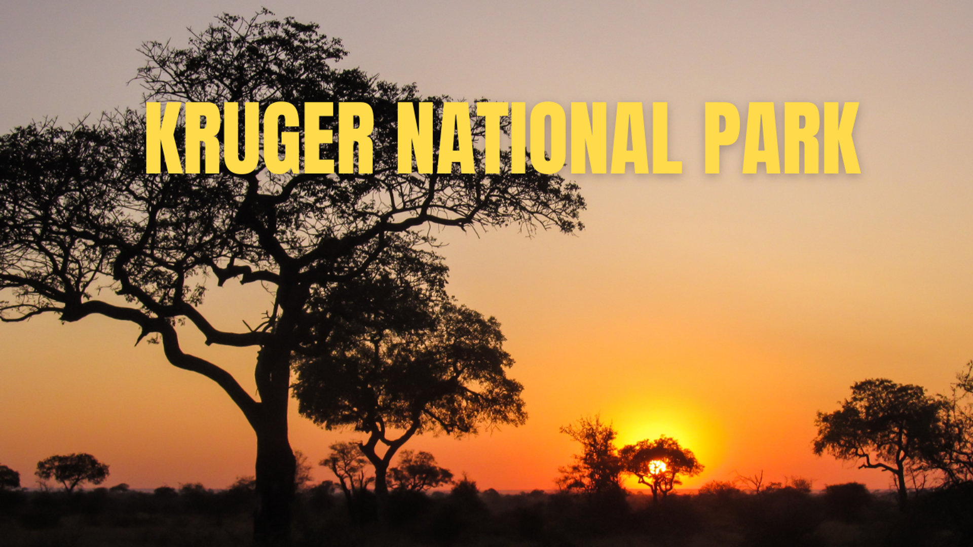 Kruger National Park Africa