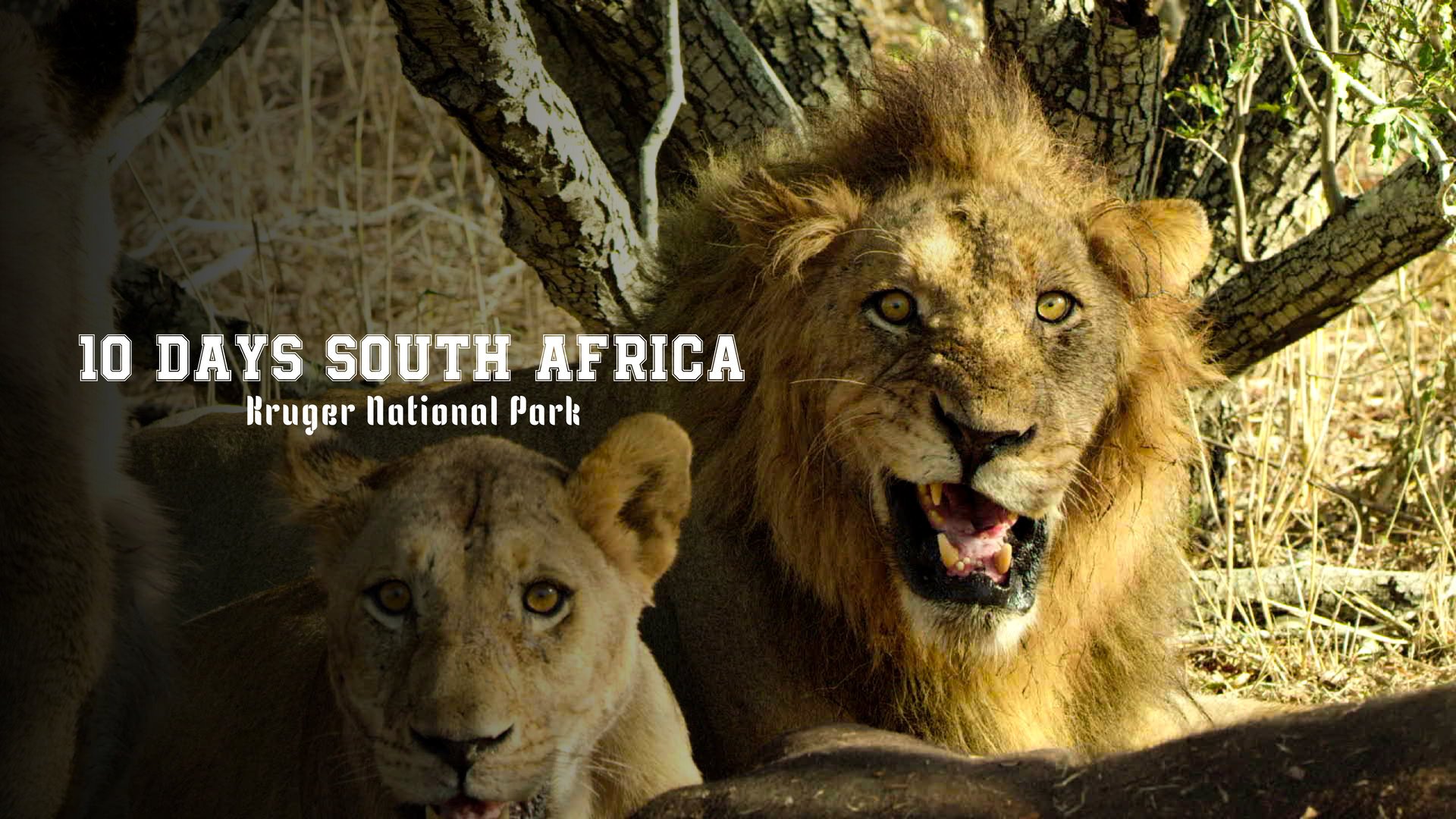 Kruger National Park Safari