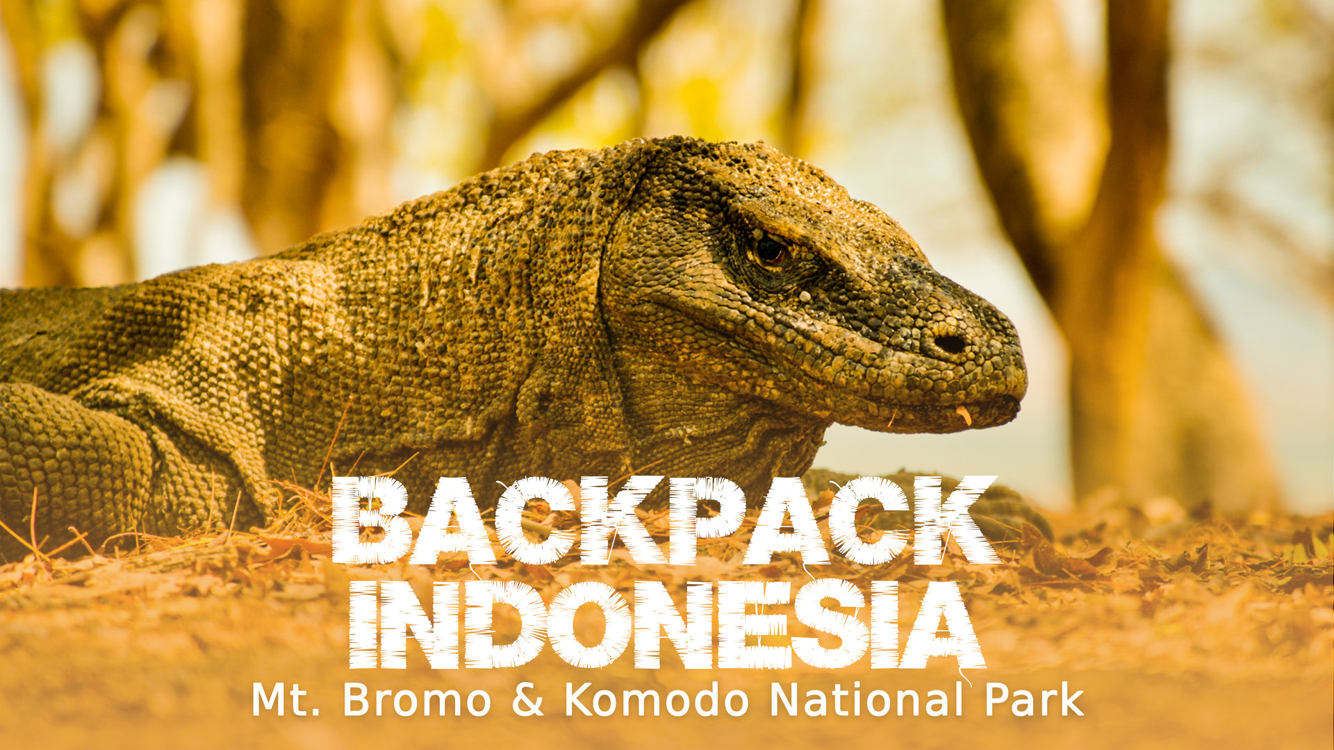 Volcanoes And Dragons In Indonesia