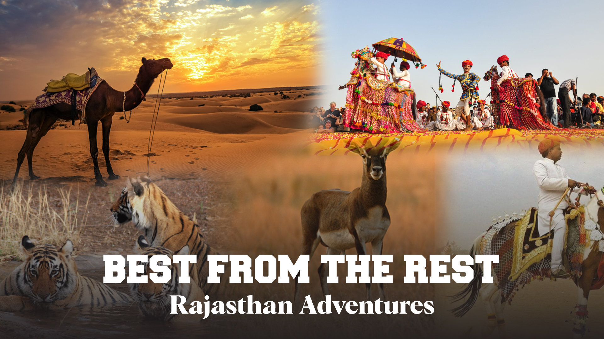 Rajasthan’s Safaris