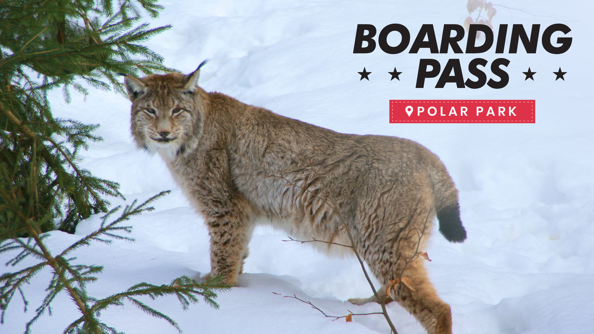 Socializing With Wolves At Polar Park