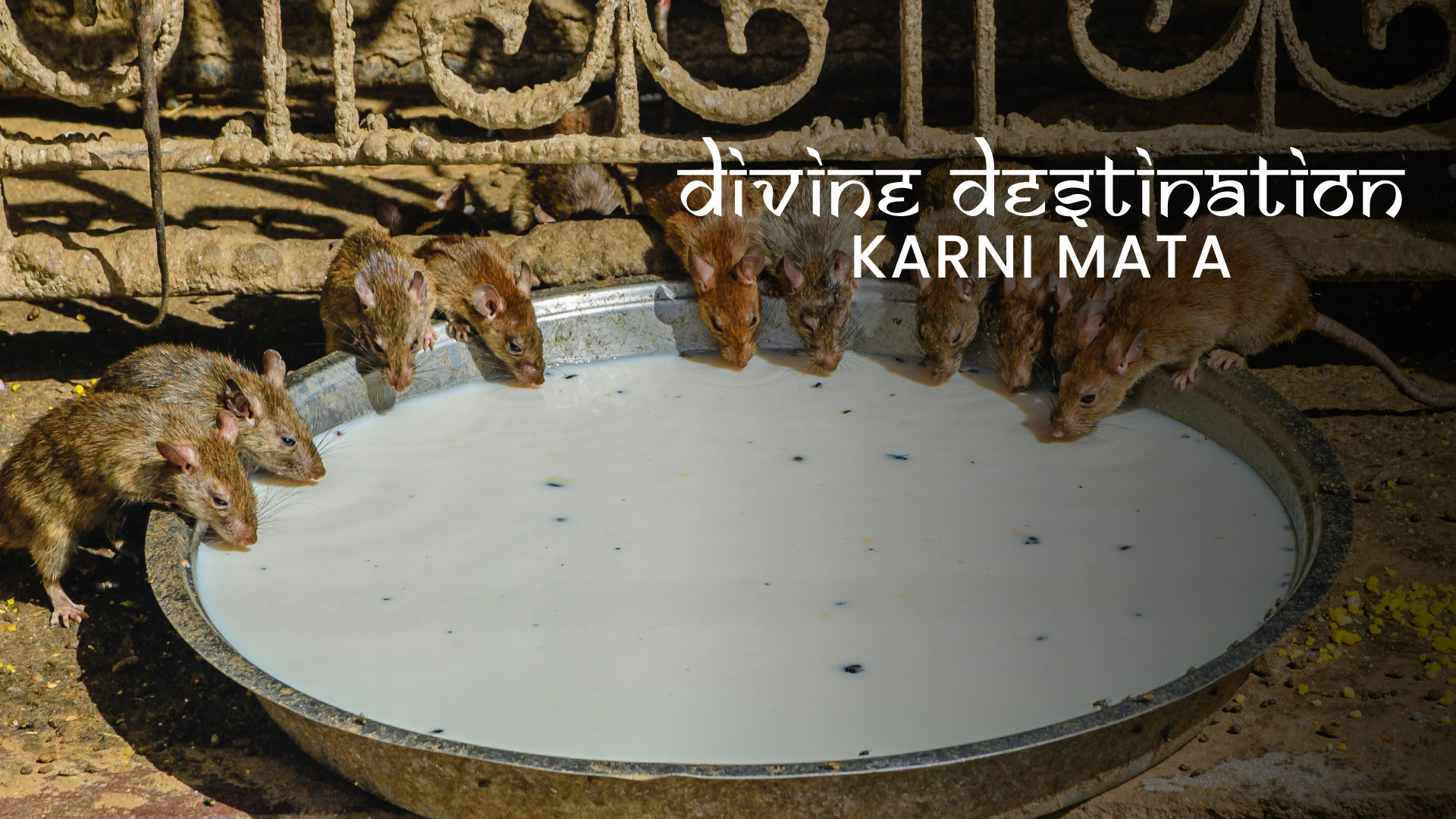 Rajasthan’s Rat Temple 