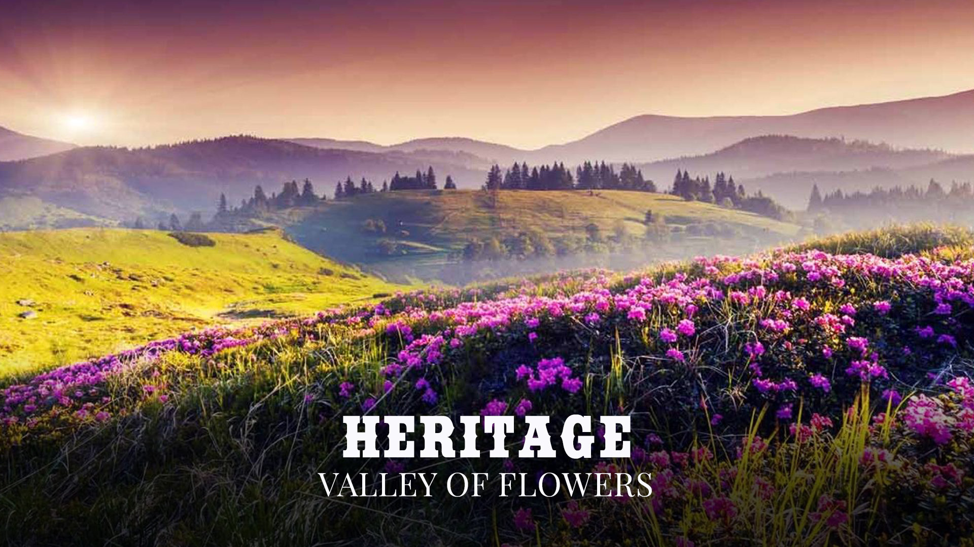 Valley Of Flowers
