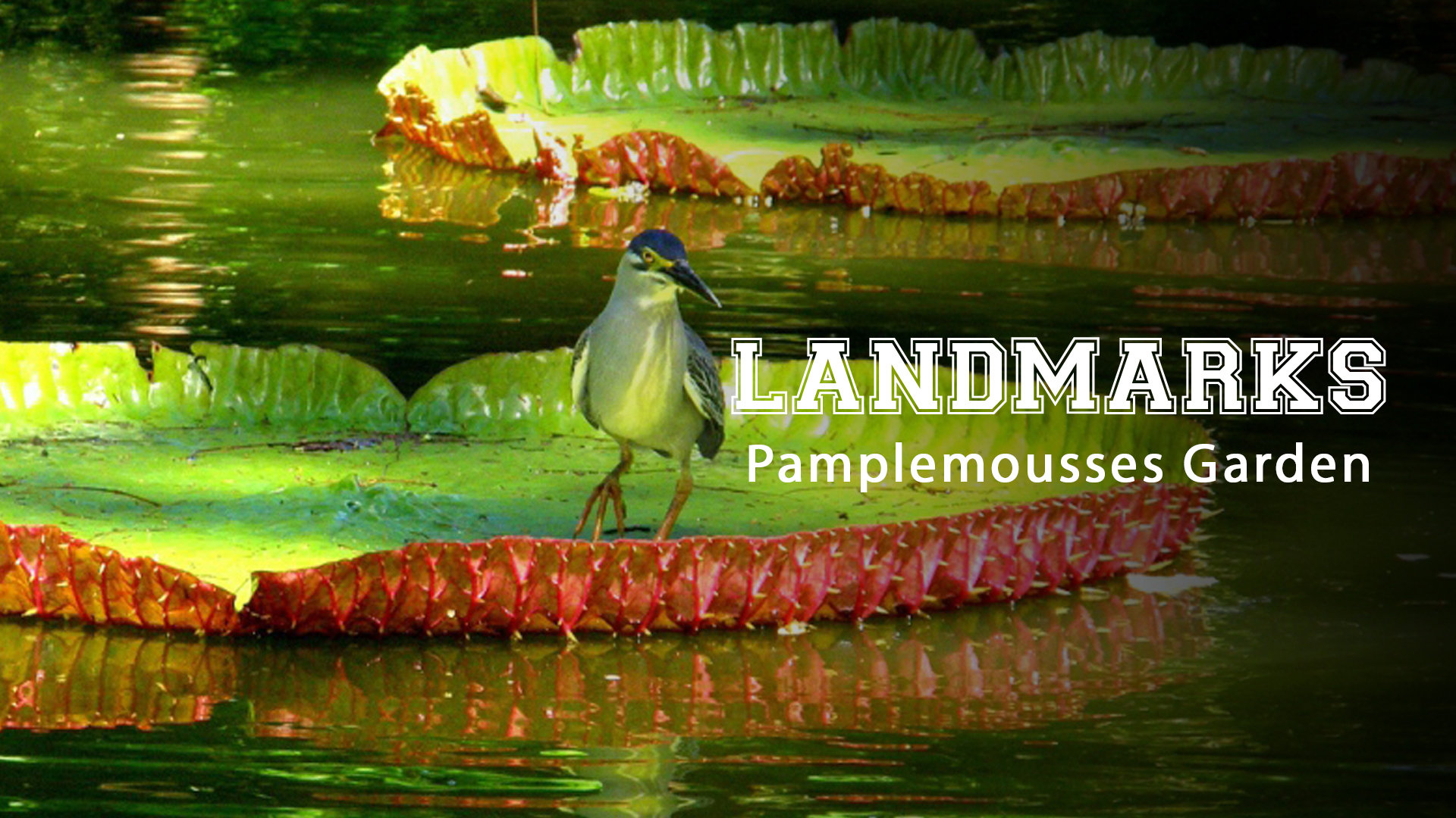 Pamplemousses Garden