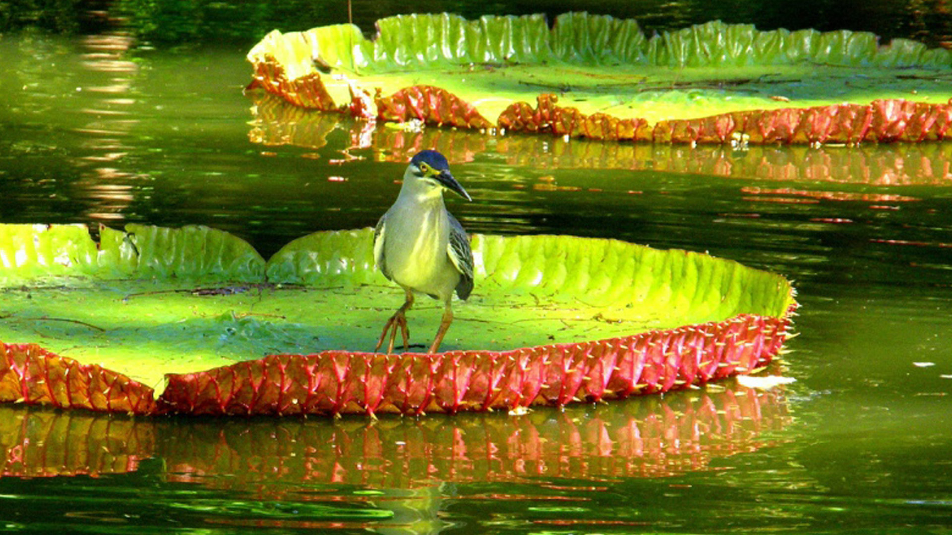 Giant water lilies at Pamplemousses Botanical Garden