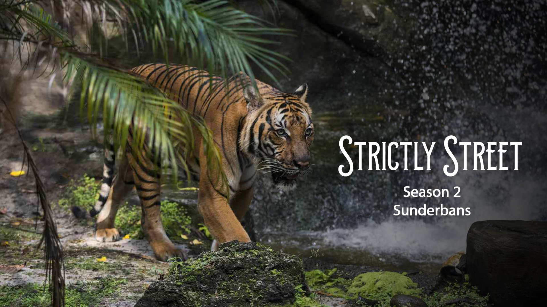 Getting To Know The Sunderbans Way Of Life