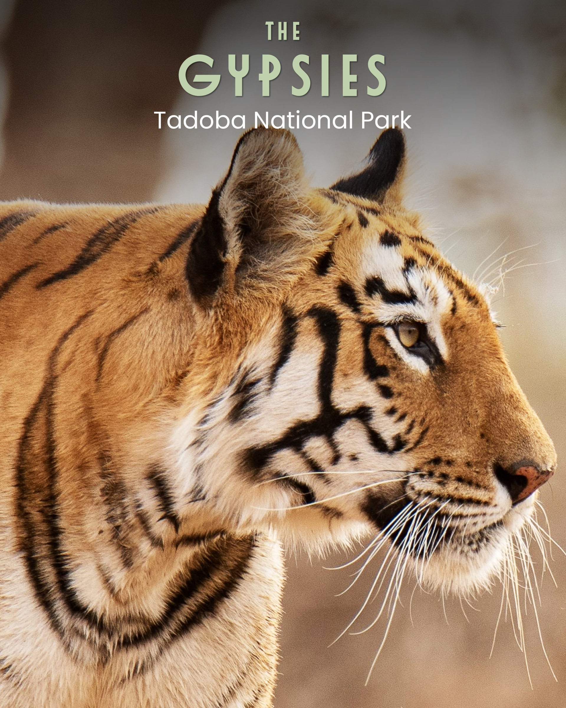 Tigress In Tadoba 