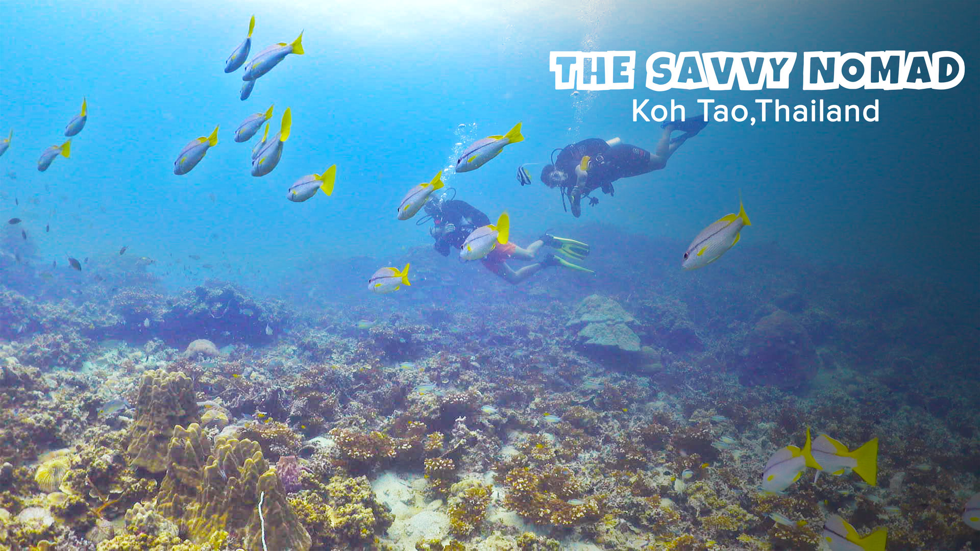 Koh Tao Dive Sites 