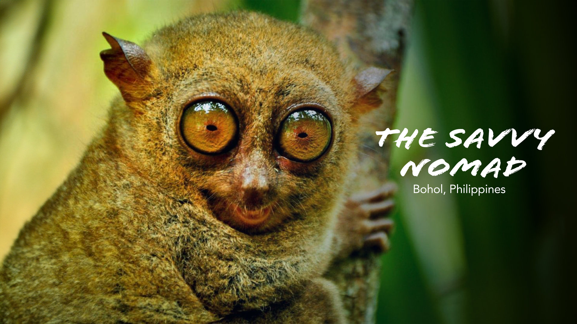 Bohol’s Natural Wonders 