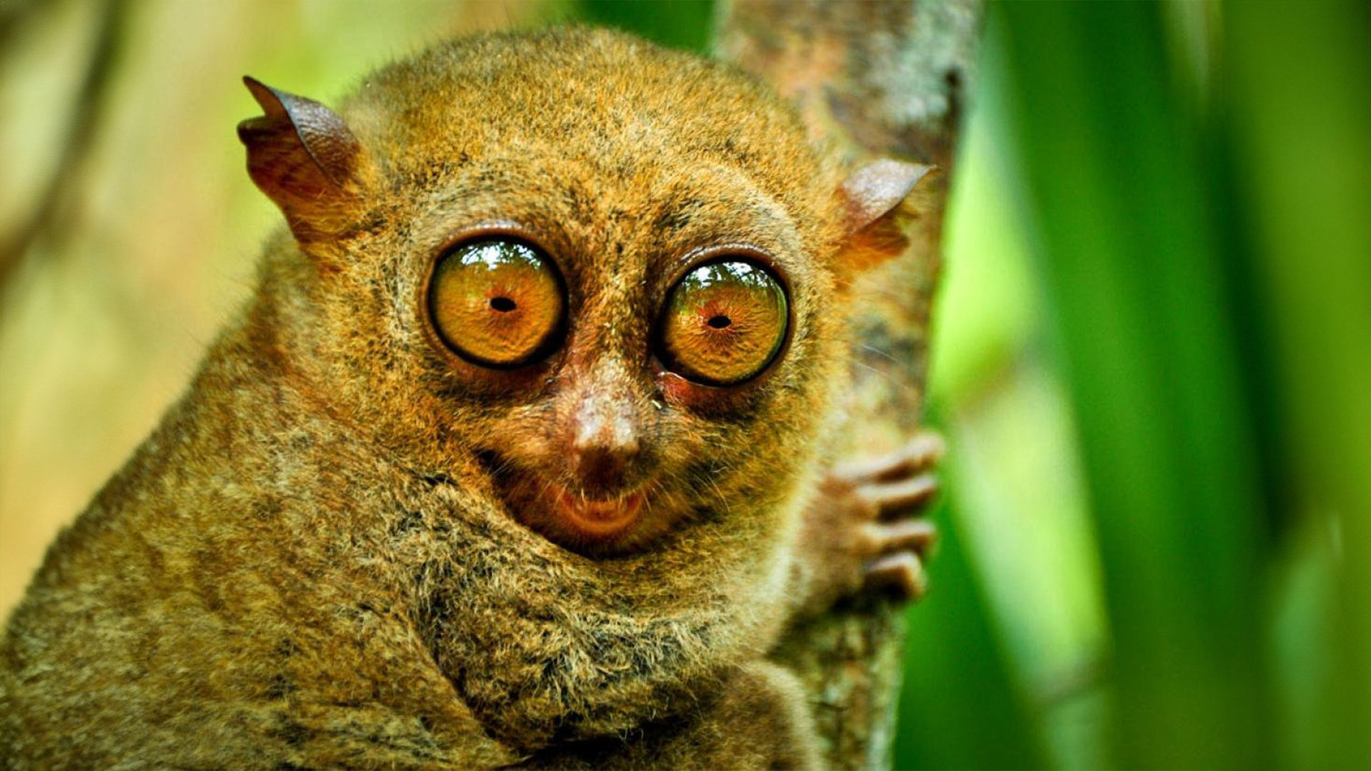 A Philippine tarsier on a branch in Bohol