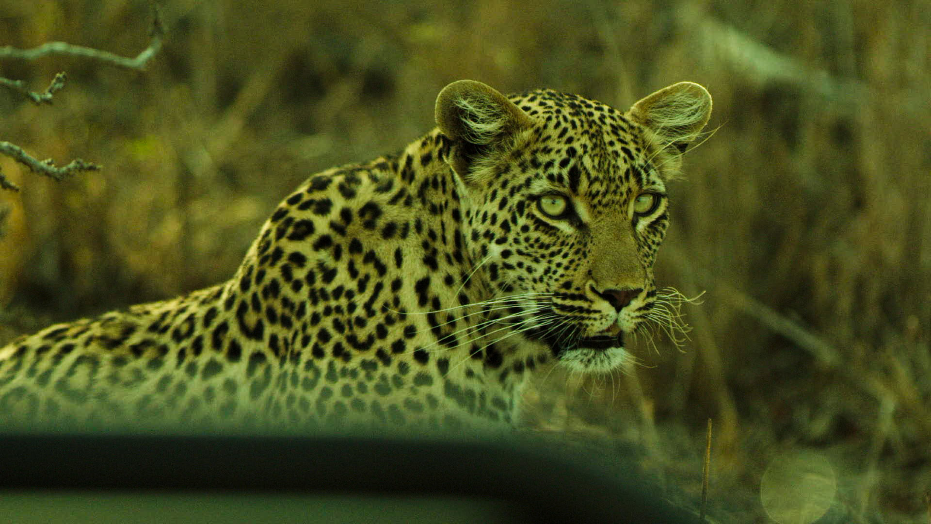 A leopard resting in the grass on safari